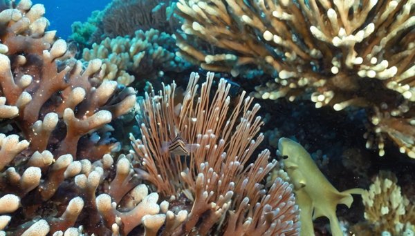 Explorer la faune marine de madagascar grâce à la plongée